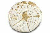 Polished Miocene Fossil Echinoid (Clypeaster) - Morocco #288934-2